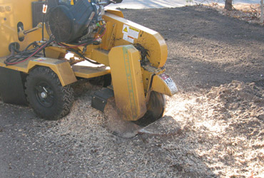 Stump grinding included for all tree work. Stump excavation is available for large trees