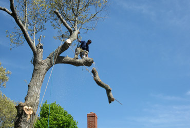 Morgan Mason safely removes a tree limb by climbing the tree to avoid damaging the property below